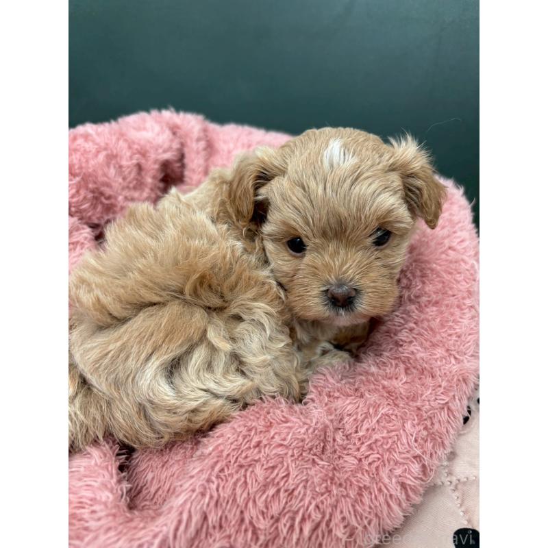 成約済の大阪府のマルプー:マルチーズ×トイプードル-437643の2枚目