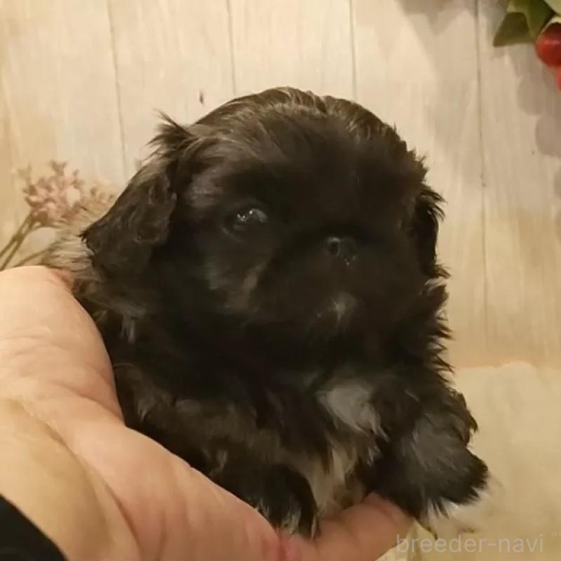 販売中の愛知県のペキニーズ-443000