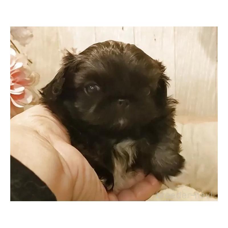 販売中の愛知県のペキニーズ-443000の6枚目