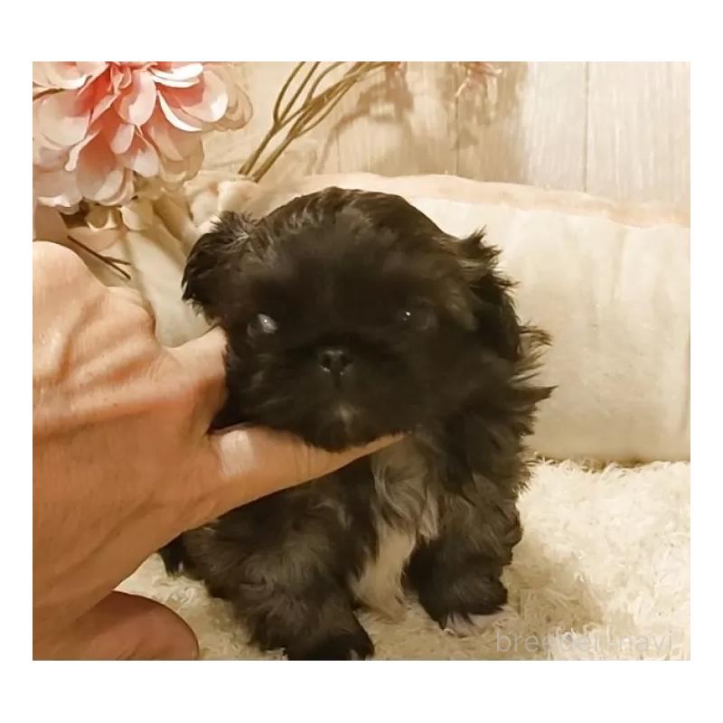 販売中の愛知県のペキニーズ-443000の5枚目