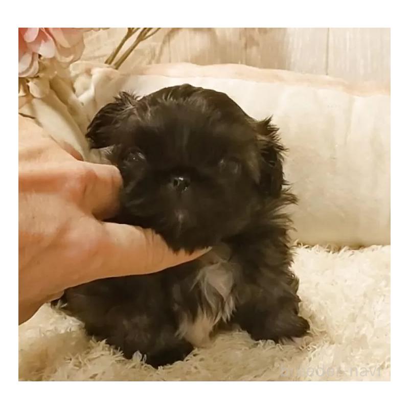 販売中の愛知県のペキニーズ-443000の4枚目