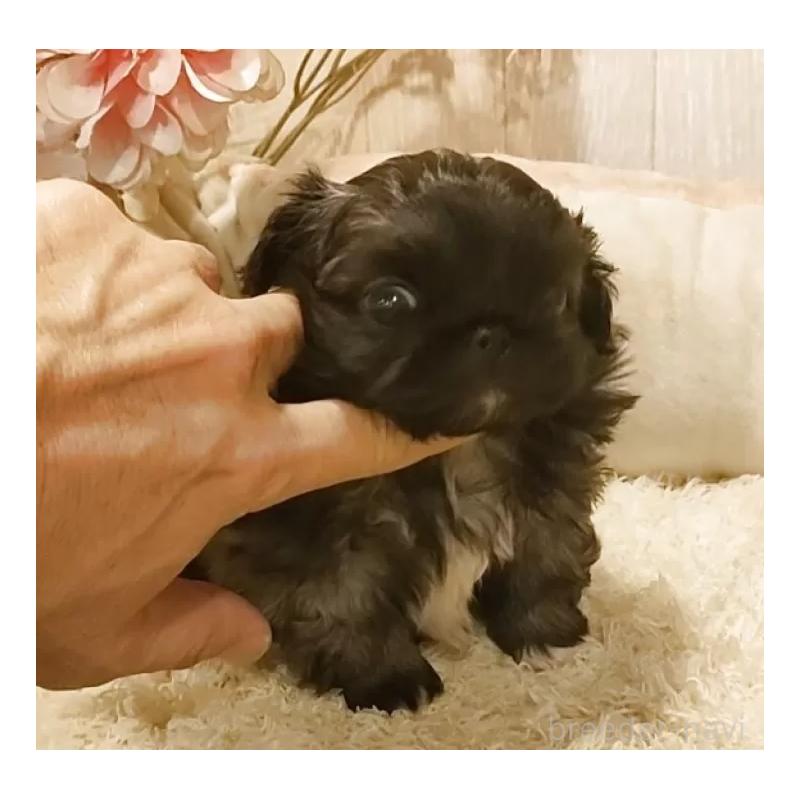 販売中の愛知県のペキニーズ-443000の2枚目