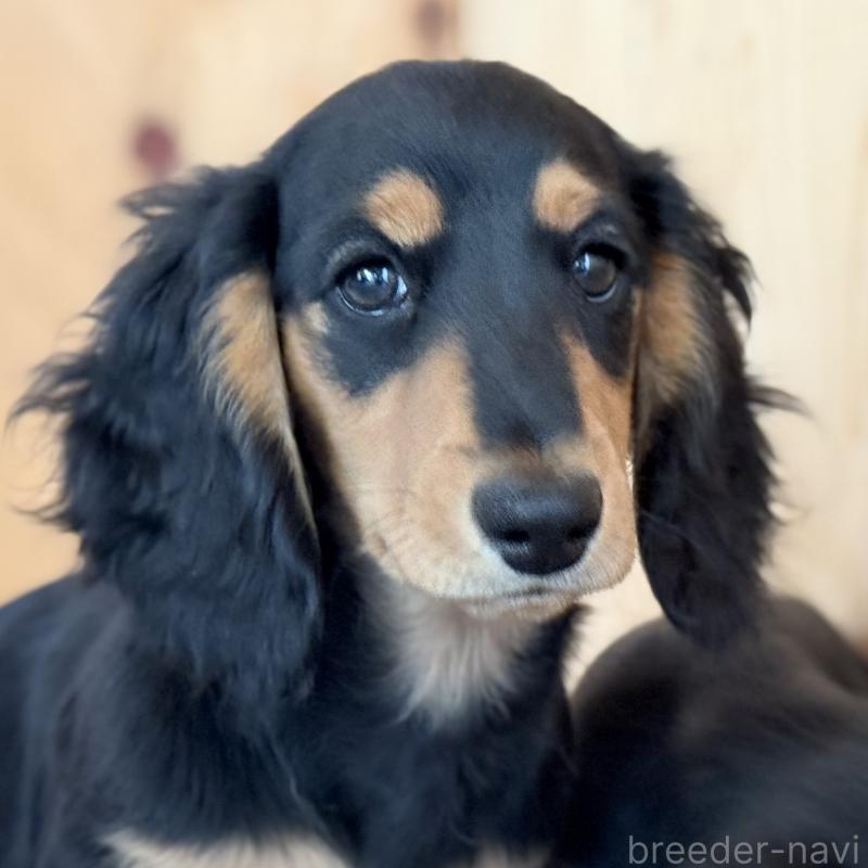 販売中の埼玉県のミニチュアダックスフンド(ロングヘアード)-434170の2枚目