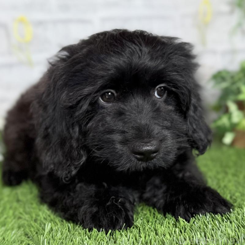 販売中の埼玉県のダップー:ミニチュアダックスフンド×トイプードル-441085の2枚目