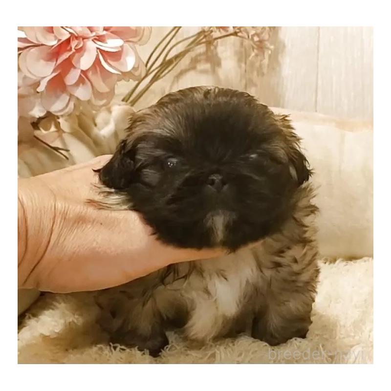 販売中の愛知県のペキニーズ-443001の5枚目