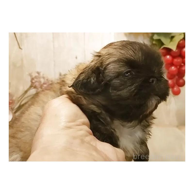 販売中の愛知県のペキニーズ-443001の4枚目