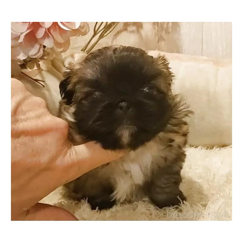 販売中の愛知県のペキニーズ-443001の3枚目