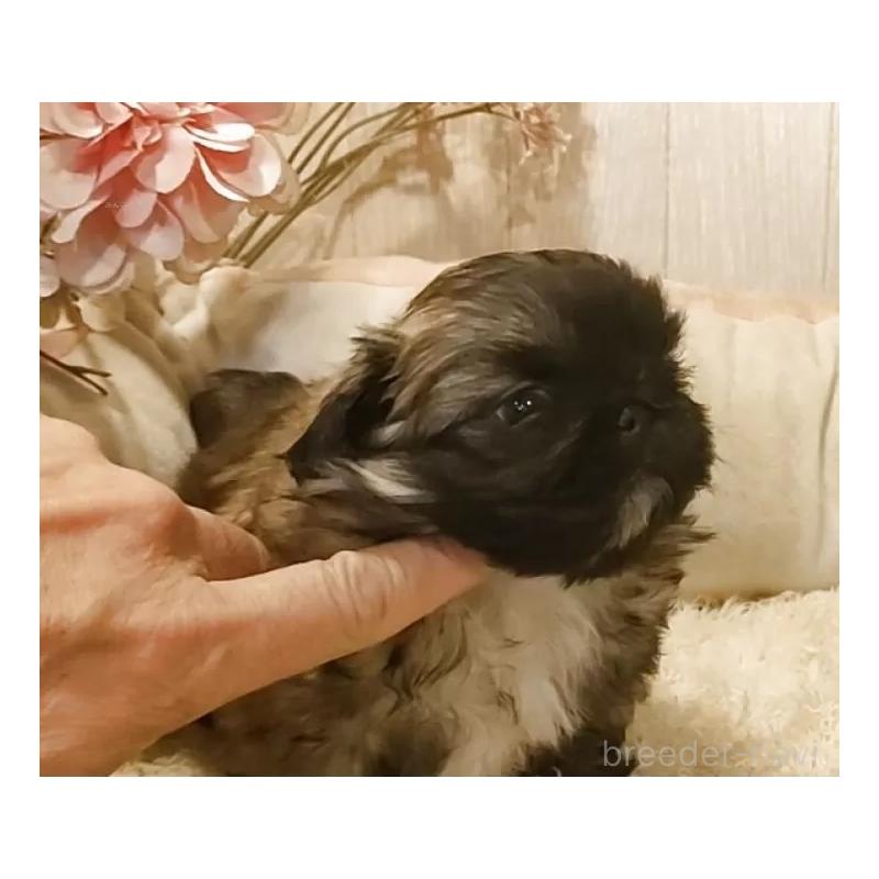 販売中の愛知県のペキニーズ-443001の2枚目