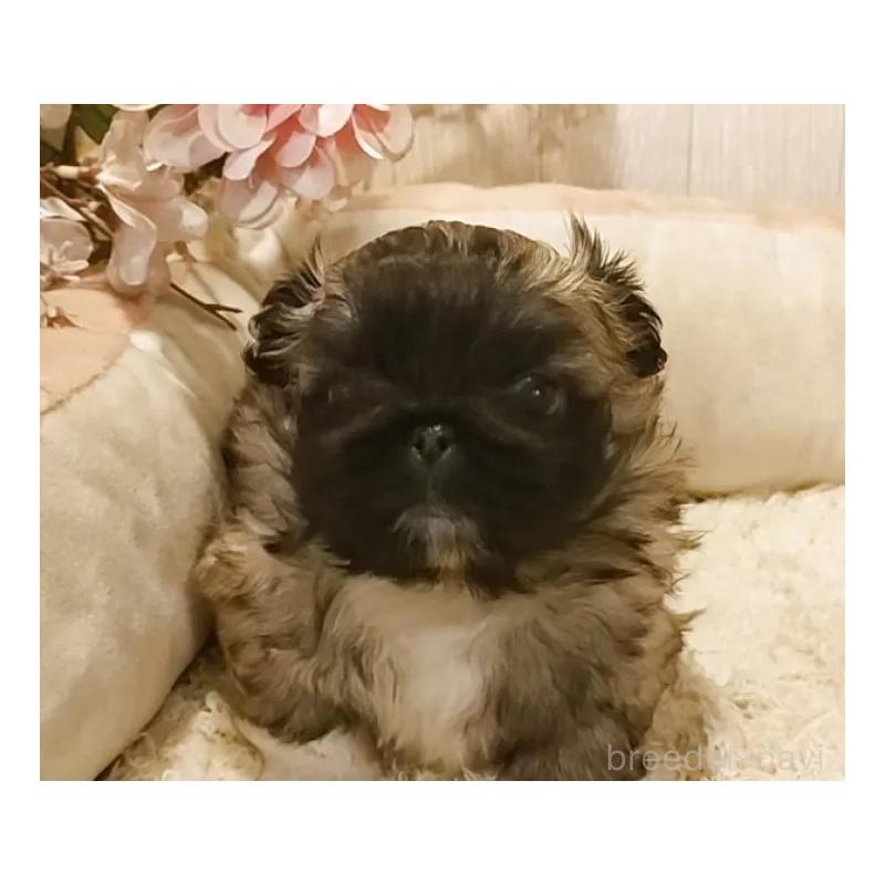 販売中の愛知県のペキニーズ-443002の6枚目