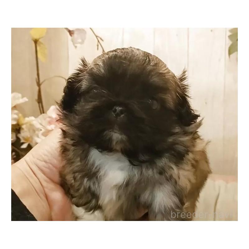 販売中の愛知県のペキニーズ-443002の5枚目