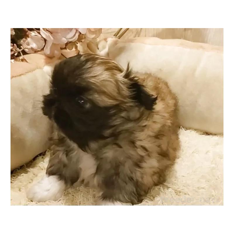 販売中の愛知県のペキニーズ-443002の4枚目