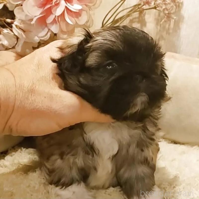 販売中の愛知県のペキニーズ-443002の3枚目