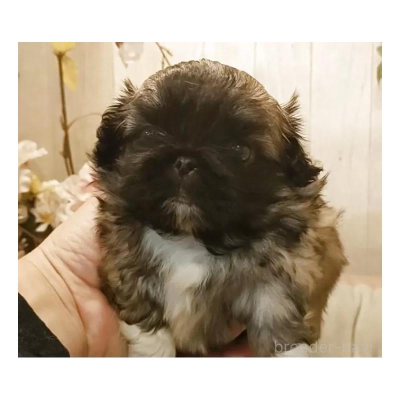 販売中の愛知県のペキニーズ-443002の2枚目