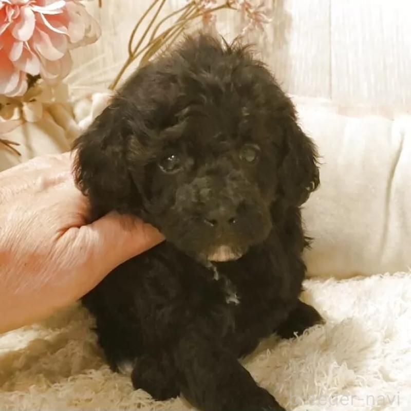 販売中の愛知県のティーカッププードル-443004の7枚目