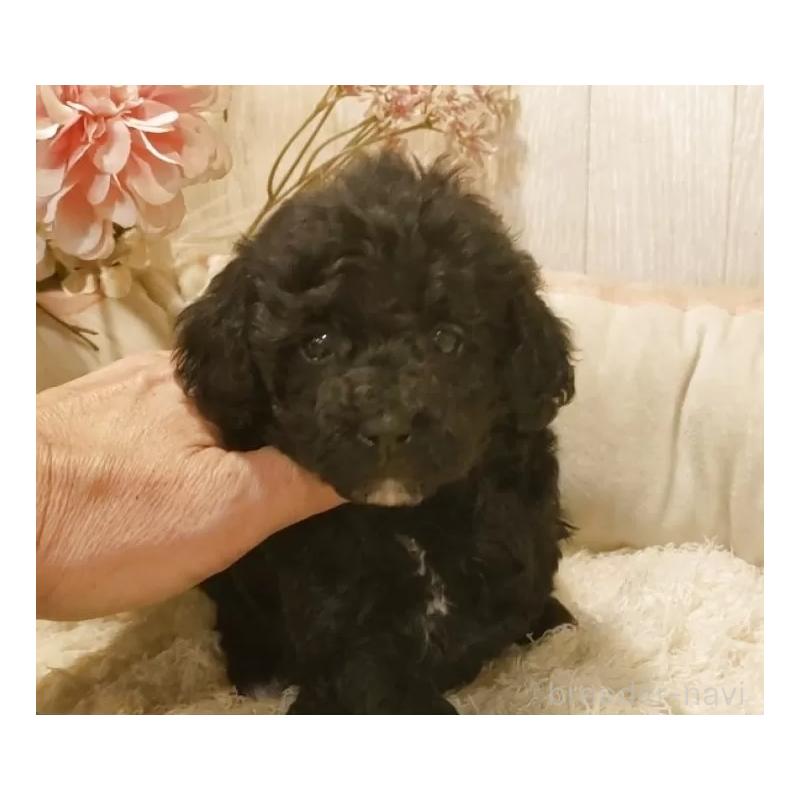 販売中の愛知県のティーカッププードル-443004の6枚目