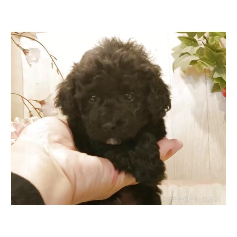 販売中の愛知県のティーカッププードル-443004の5枚目