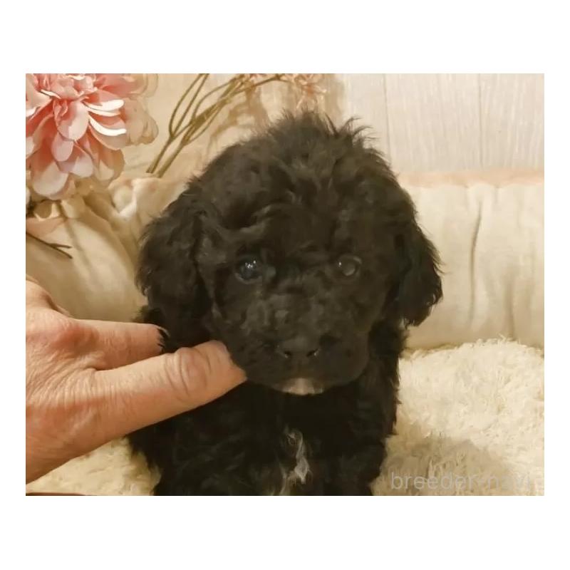 販売中の愛知県のティーカッププードル-443004の4枚目