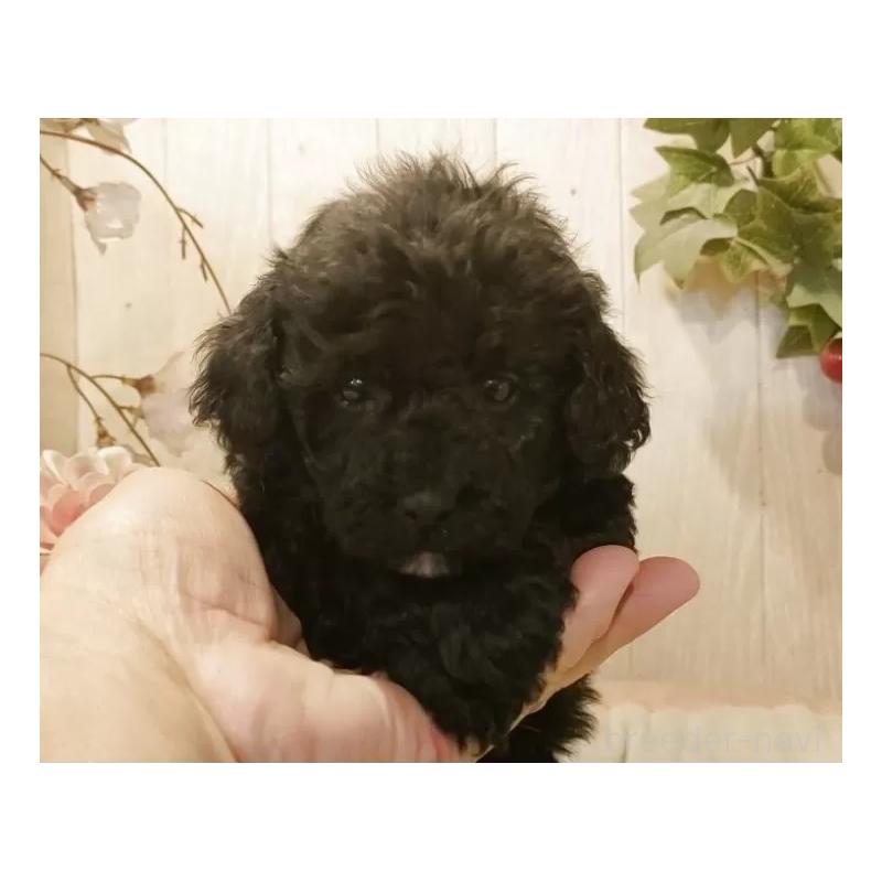 販売中の愛知県のティーカッププードル-443004の3枚目