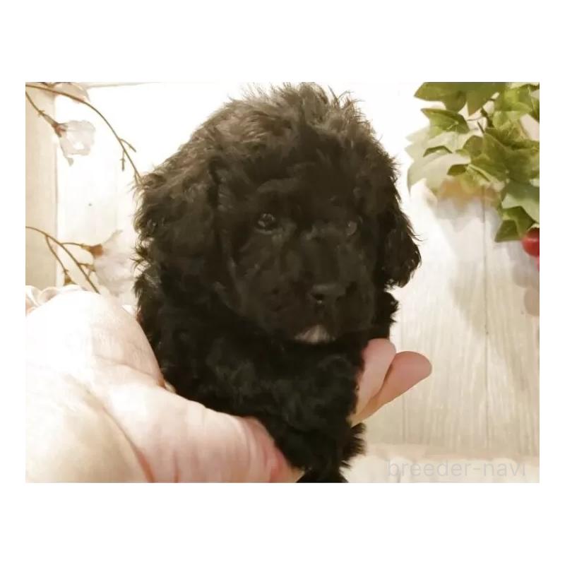 販売中の愛知県のティーカッププードル-443004の2枚目