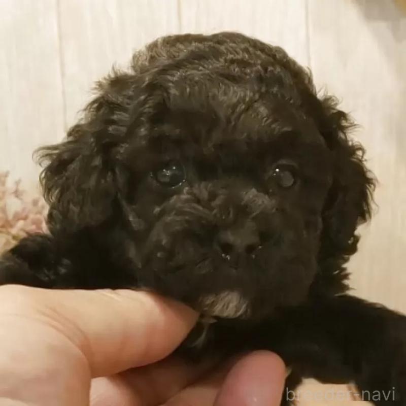 販売中の愛知県のティーカッププードル-443005の1枚目