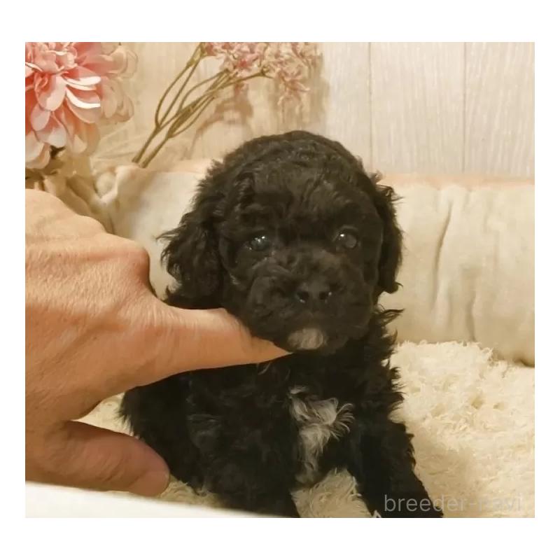 販売中の愛知県のティーカッププードル-443005の5枚目