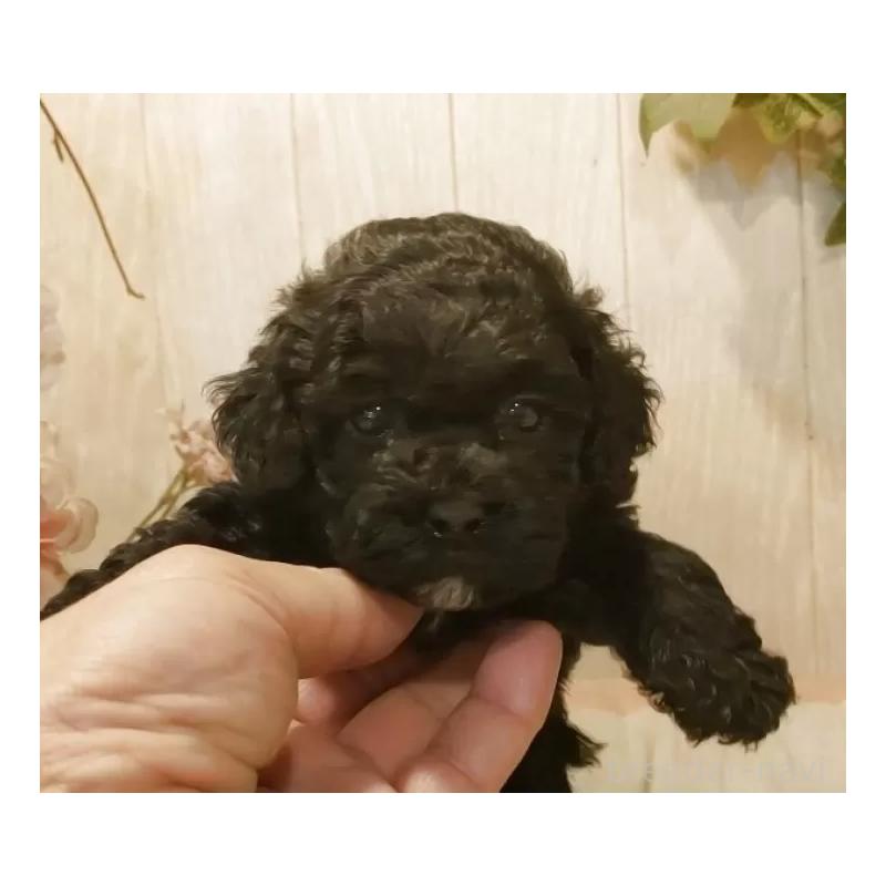 販売中の愛知県のティーカッププードル-443005の4枚目