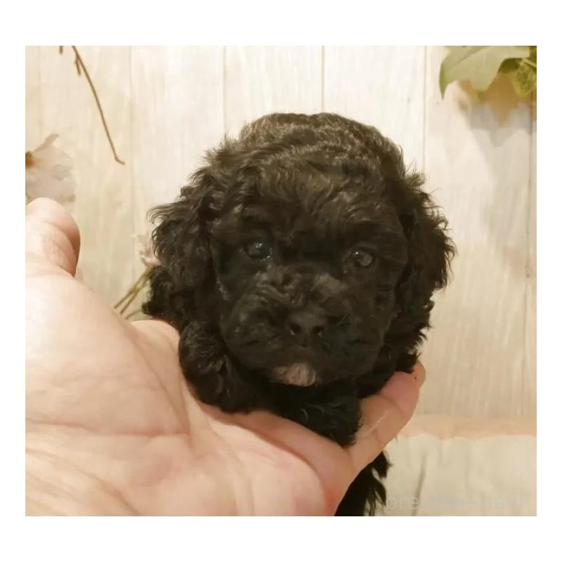 販売中の愛知県のティーカッププードル-443005の3枚目