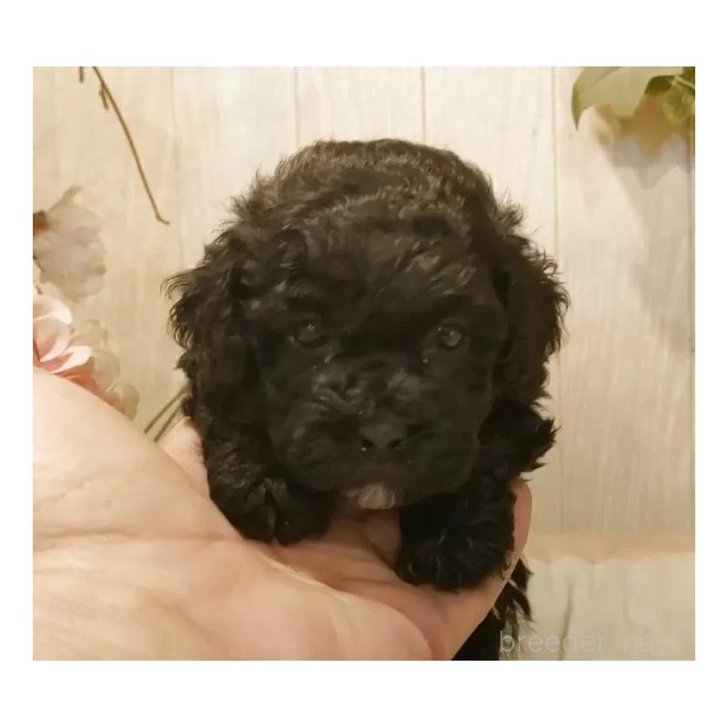 販売中の愛知県のティーカッププードル-443005の2枚目