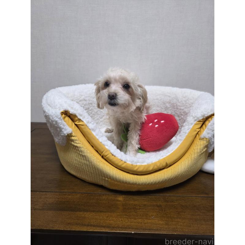 販売中の広島県のミックス犬-419956