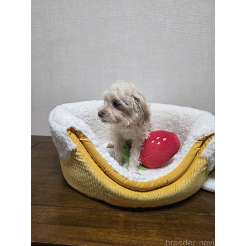 成約済の広島県のミックス犬-419956の8枚目