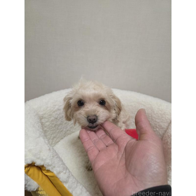 成約済の広島県のミックス犬-419956の7枚目