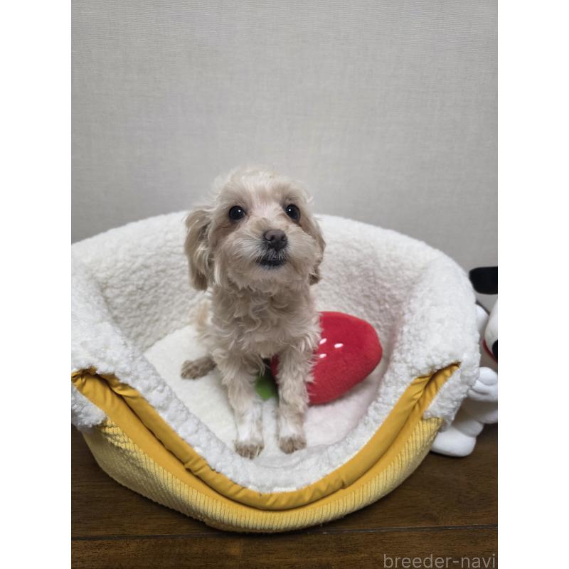 成約済の広島県のミックス犬-419956の6枚目