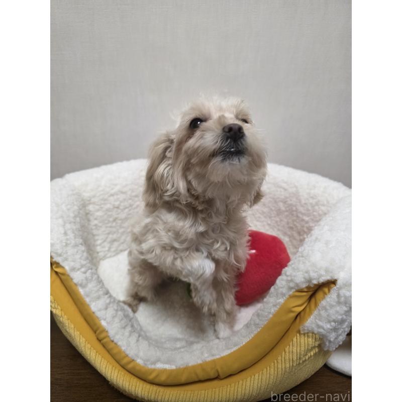 成約済の広島県のミックス犬-419956の5枚目