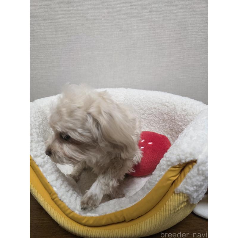 成約済の広島県のミックス犬-419956の4枚目