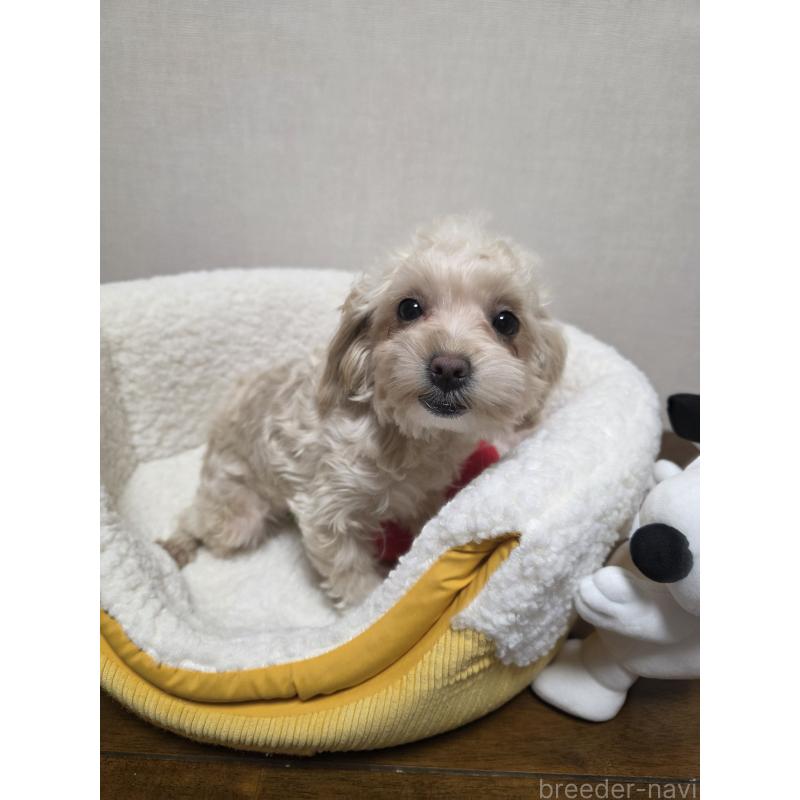 成約済の広島県のミックス犬-419956の3枚目