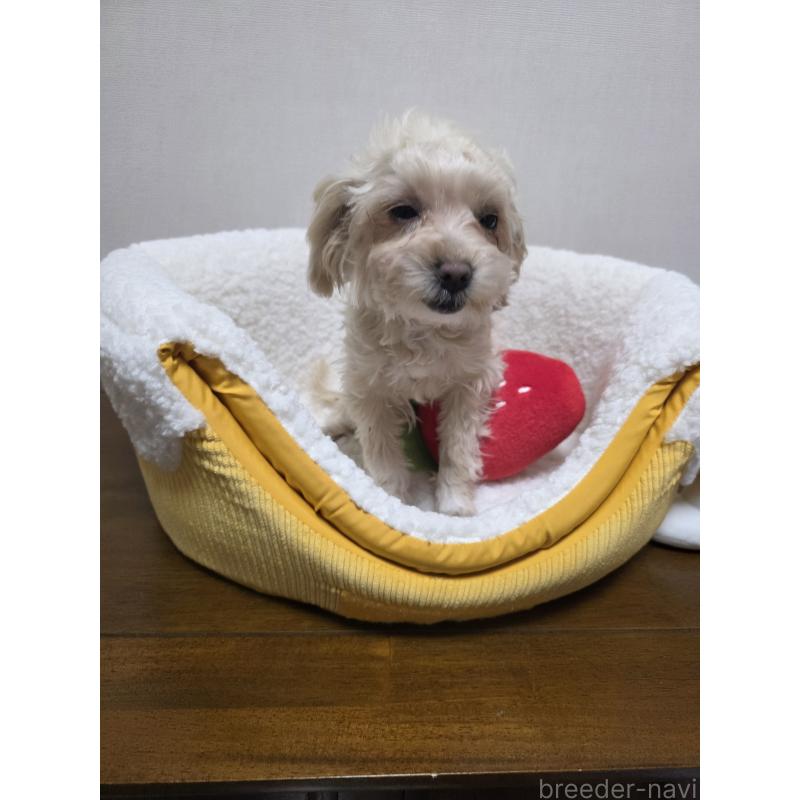 成約済の広島県のミックス犬-419956の2枚目