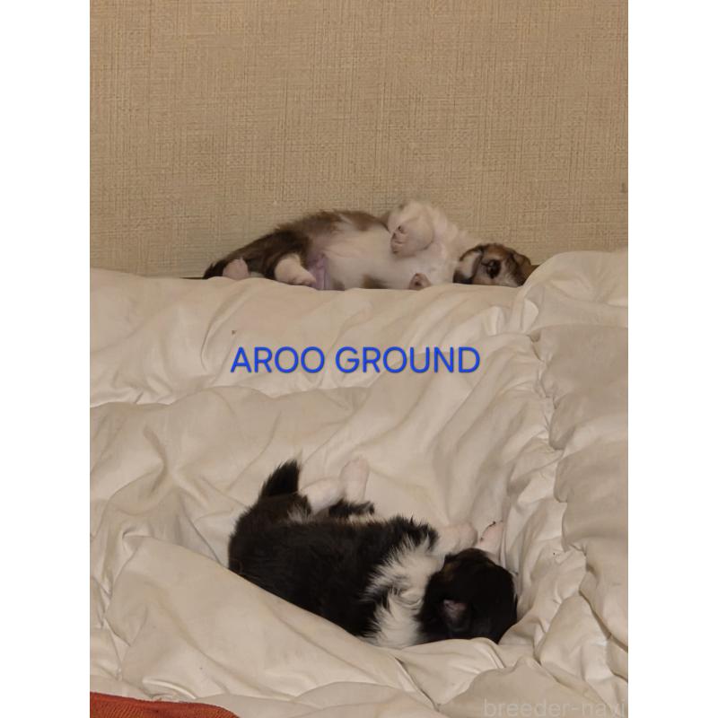 商談中の広島県のシェットランドシープドッグ(シェルティ)-439303の23枚目