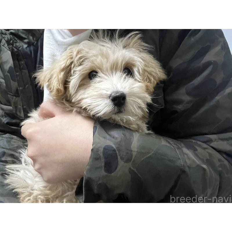 販売中の茨城県のマルプー:マルチーズ×トイプードル-433781の2枚目