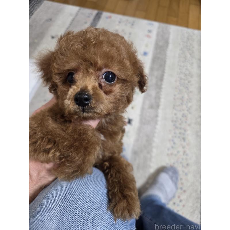 販売中の埼玉県のタイニープードル-443008の12枚目