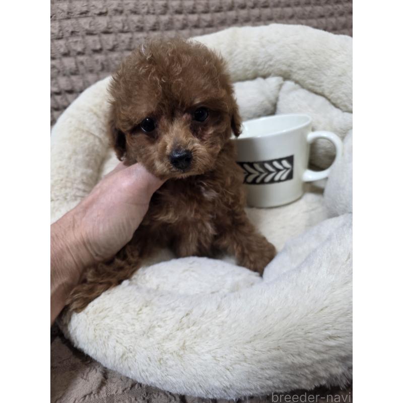 販売中の埼玉県のタイニープードル-443008の11枚目