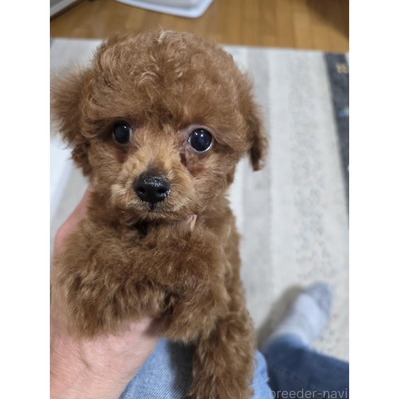 販売中の埼玉県のタイニープードル-443008の10枚目