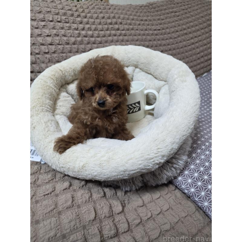 販売中の埼玉県のタイニープードル-443008の9枚目