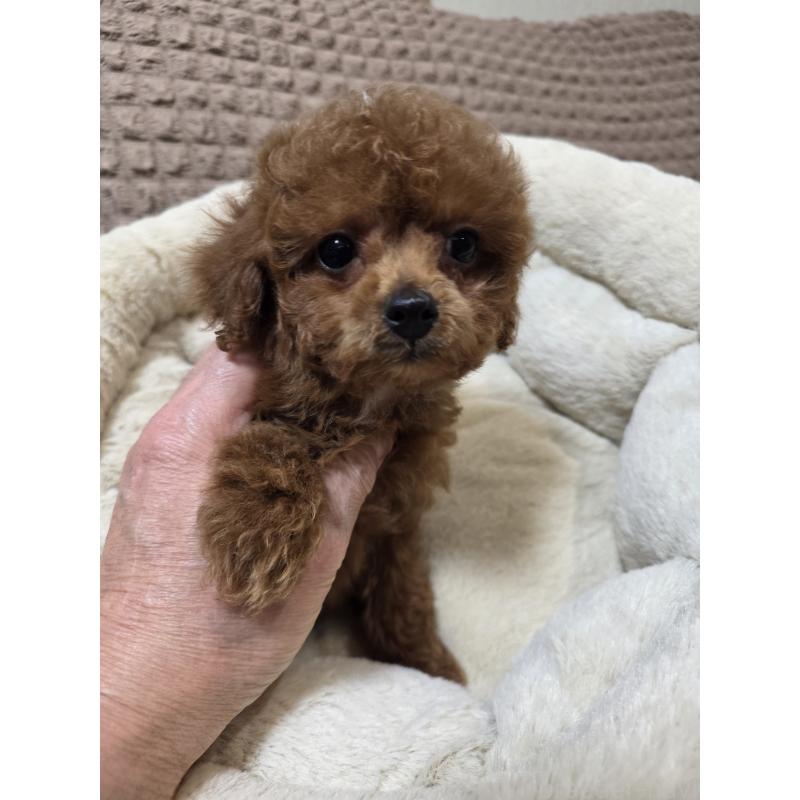 販売中の埼玉県のタイニープードル-443008の8枚目