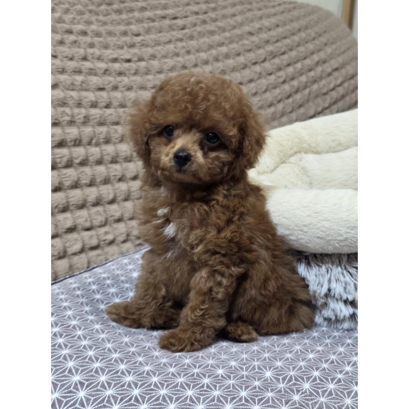 販売中の埼玉県のタイニープードル-443008の6枚目