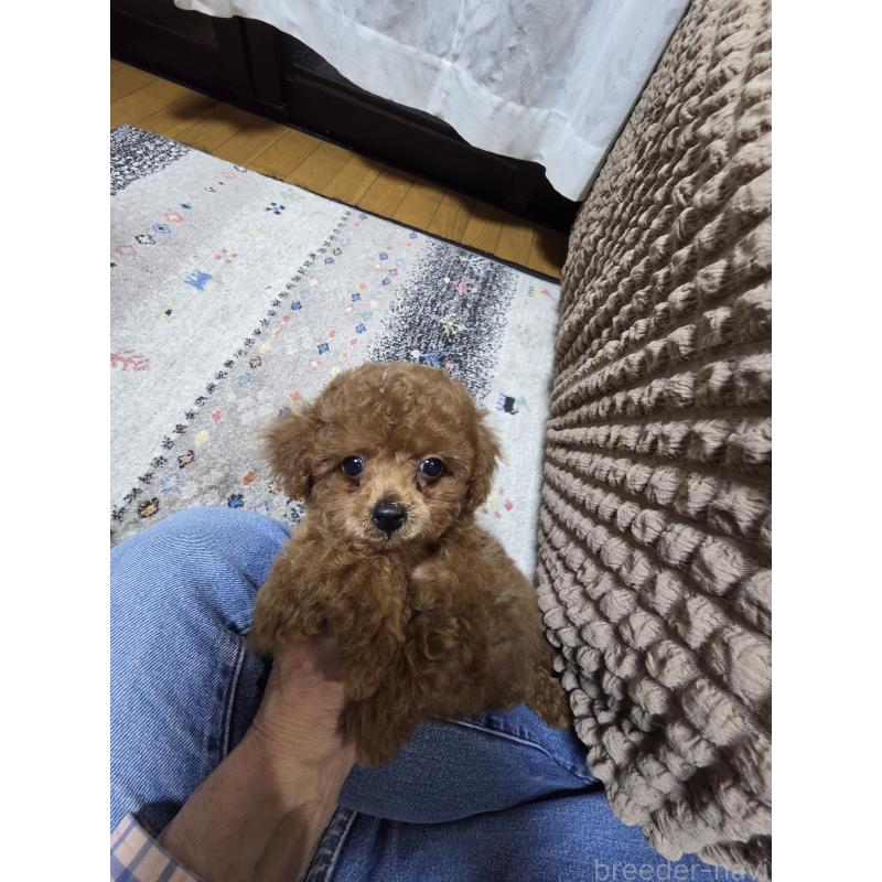 販売中の埼玉県のタイニープードル-443008の5枚目
