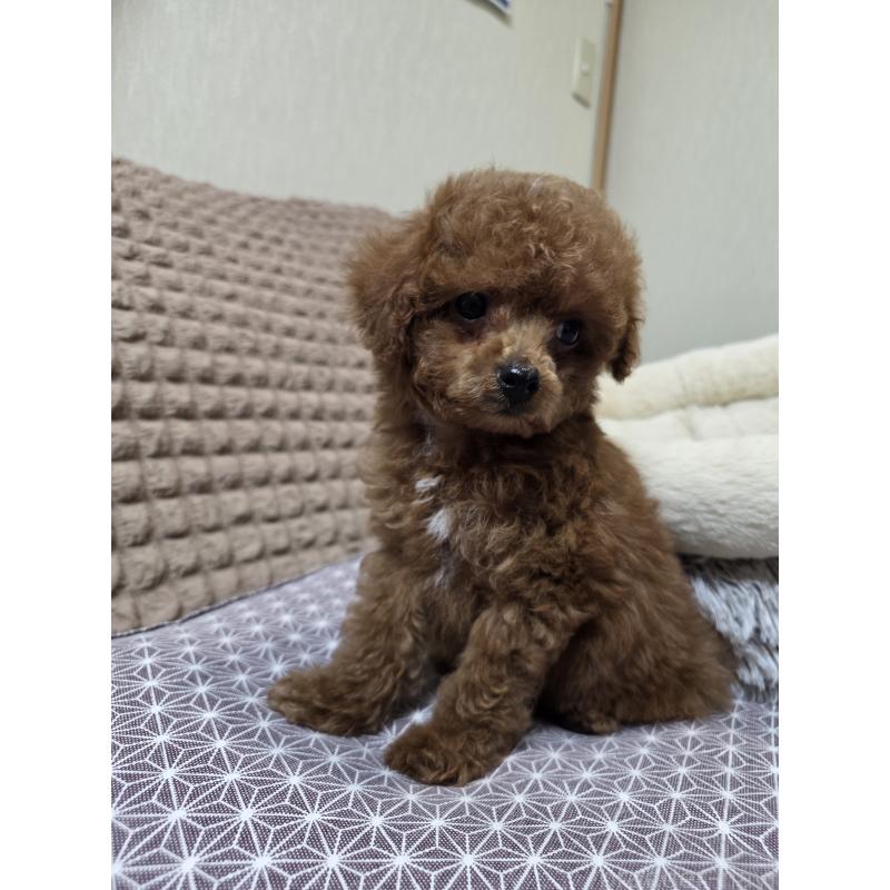 販売中の埼玉県のタイニープードル-443008の2枚目