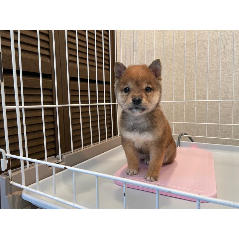 販売中の兵庫県の豆柴-443014の6枚目