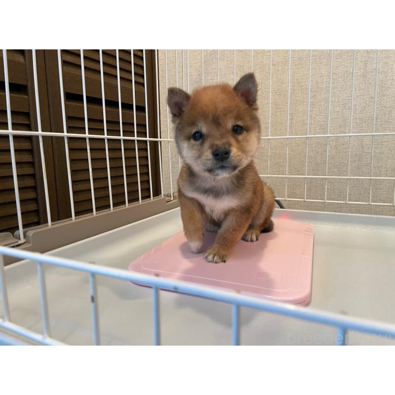 販売中の兵庫県の豆柴-443014の4枚目