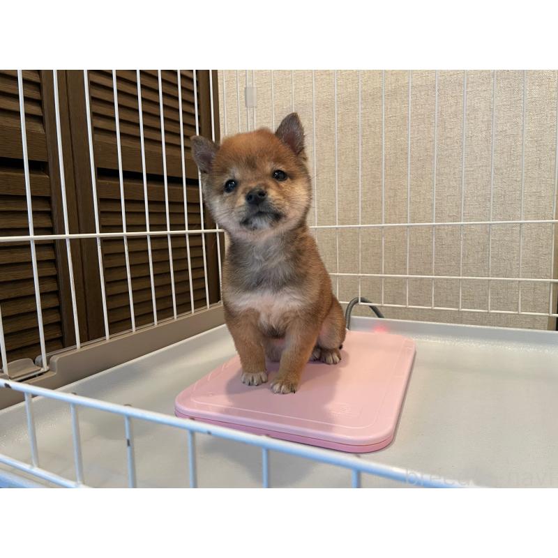 販売中の兵庫県の豆柴-443014の3枚目