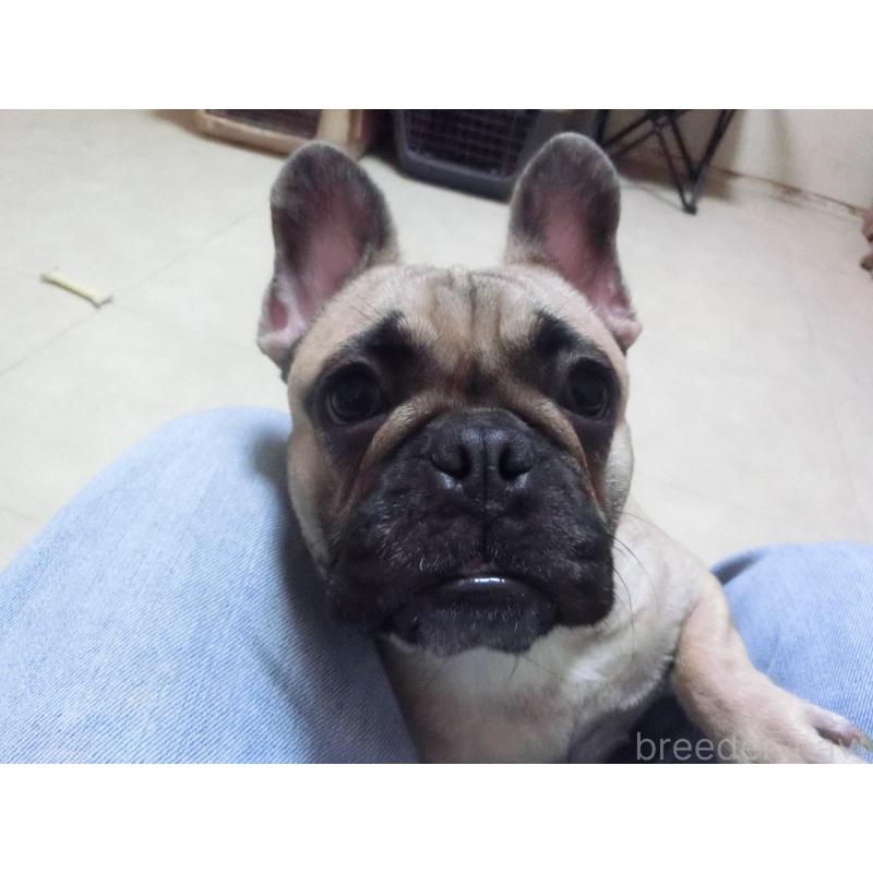 販売中の兵庫県のフレンチブルドッグ-380876の5枚目